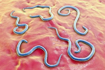 Le corps humain – environnement idéal pour la reproduction des organismes parasitaires