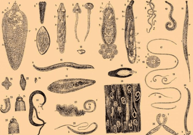 Types de parasites dans le corps humain