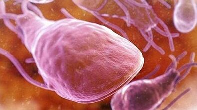 quels parasites peuvent vivre dans le corps humain