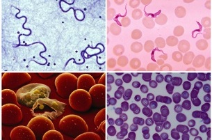 quels parasites peuvent être dans le sang humain