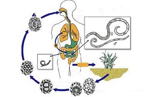 le cycle de développement des parasites dans le corps