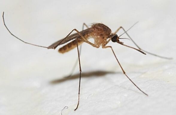 Les moustiques sont les principaux vecteurs de parasites cutanés